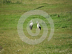 Two lovely storks take cear about