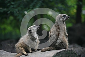 Two lovely suricate