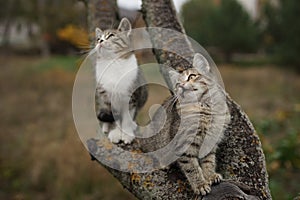Two lovely tabby kittens sitting on a tree branch. Cute young cats walk in nature