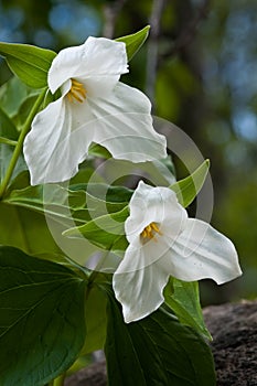 Two lovely white Trillium flowers on the forest floor photo