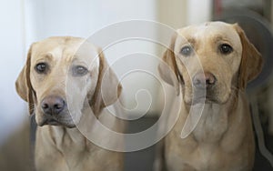 Two lovely yellow labradors waiting for dinner