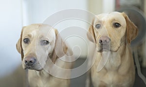 Two lovely yellow labradors waiting for dinner