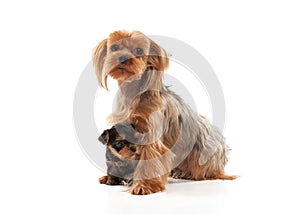 Two lovely young puppies of the Yorkshire Terrier