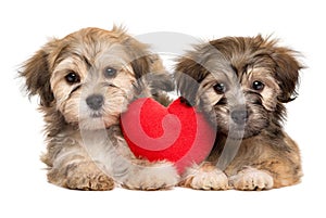 Two lover Havanese puppies lie together with a red heart