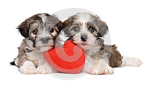 Two lover Valentine Havanese puppies