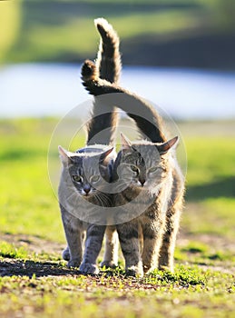 Two lovers cat walking on green grass next to a Sunny spring day