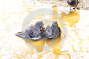 Two lovers dove into yellow water