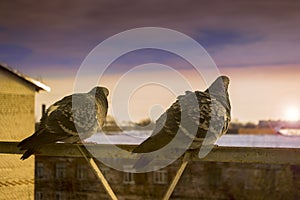 Two lovers doves on the balcony to greet the sunset