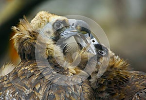 Two lovers eagle