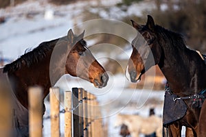 Two lovers horses.