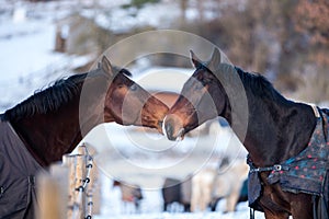 Two lovers horses.