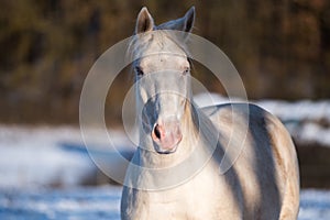 Two lovers horses.