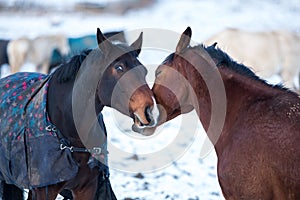 Two lovers horses.