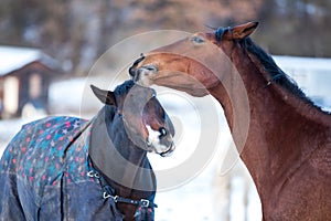 Two lovers horses.