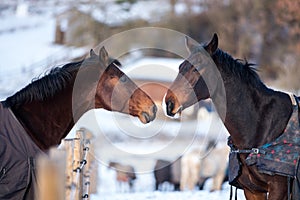 Two lovers horses.