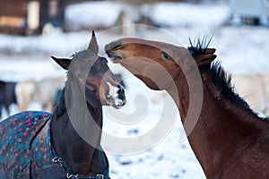 Two lovers horses.