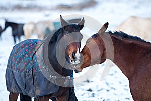 Two lovers horses.