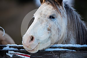 Two lovers horses.