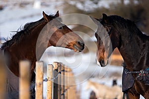 Two lovers horses.