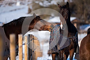 Two lovers horses.