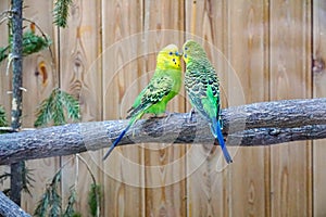 Two lovers wavy parrots in the aviary