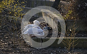 Two lovers White Pelicans or Pelecanus onocrotalus rest at shore