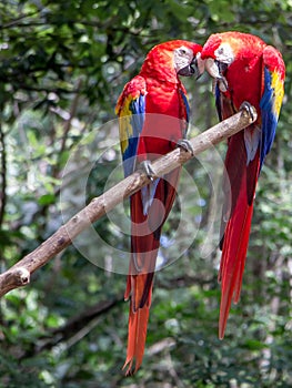 Two lovey dovey parrots in Central America