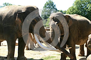 Two loving asian elephants