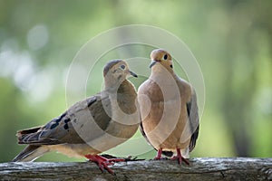 Due amorevole birdwatching 