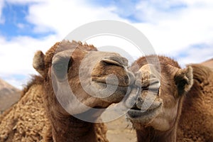 Two loving camels