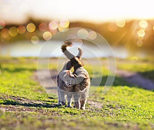 Two loving cats walk in the spring garden in the rays and sun glare