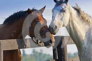 Two loving horses