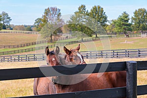 Two loving horses at horsefarm. Autumn country landscape