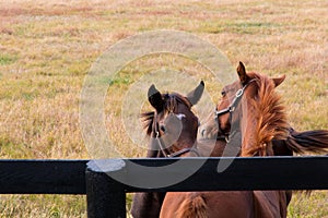 Two loving horses at horsefarm. Autumn country landscape