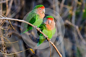 Two loving rosy faced lovebirds photo