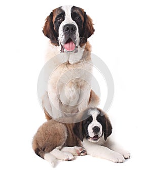 Two Loving Saint Bernard Puppies