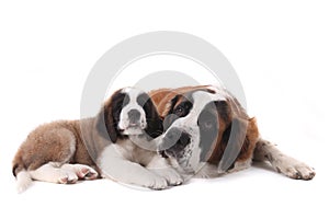 Two Loving Saint Bernard Puppies Together o