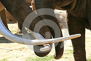 Two loving trunks (elephants) photo