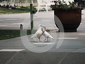 Two loving white dove kissing