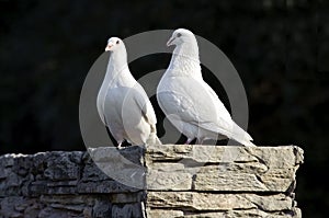 Two loving white doves