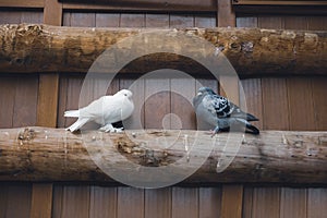 Two loving white and gray doves