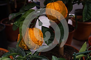 Two lumpy orange fruit photo