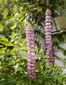 Two Lupines flowesr