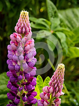 Two Lupins in Early Summer