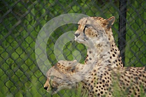 Two Lurking Cheetahs