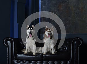 Two luxurious dogs on a luxurious couch