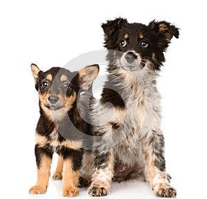 Two lying puppy looking at camera. isolated on white background