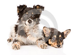 Two lying puppy looking at camera. isolated on white background