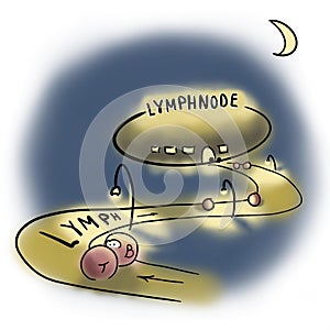 Two lymphocytes and lymph nodes