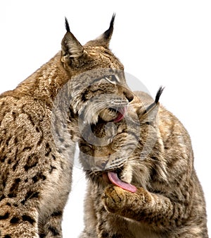 Two lynx